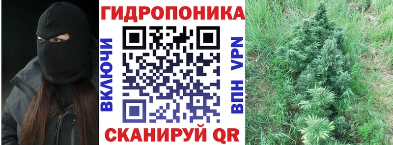 как найти закладки  Заинск  Каннабис сатива 